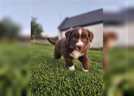 Australian Shepherd Welpen