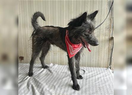 (R) ❤️ TIMON braucht viel Liebe - 10 Monate, 40cm - Schnauzer-Mix