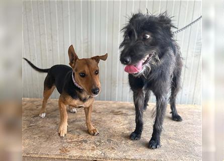 (R) ❤️ TIMON braucht viel Liebe - 10 Monate, 40cm - Schnauzer-Mix