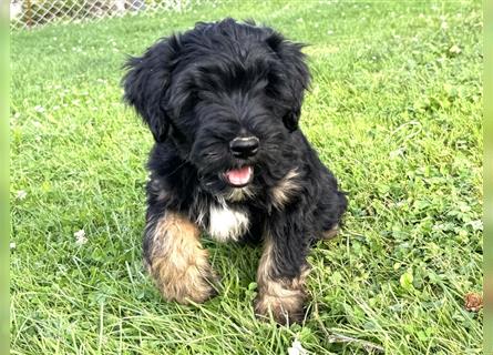 Wunderschöne reinrassige Tibet Terrier