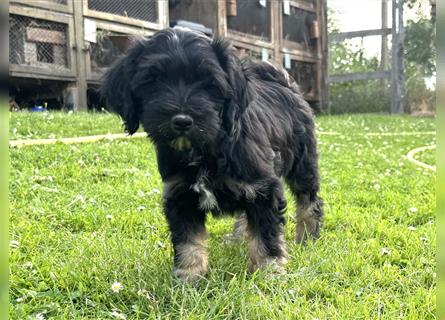 Wunderschöne reinrassige Tibet Terrier