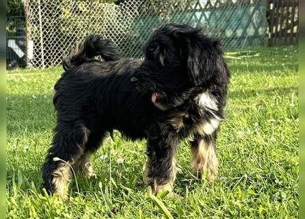 Wunderschöne reinrassige Tibet Terrier