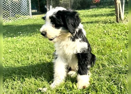 Wunderschöne reinrassige Tibet Terrier