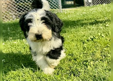 Wunderschöne reinrassige Tibet Terrier