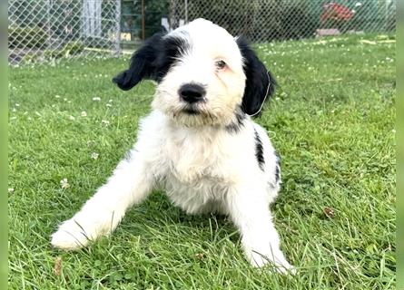 Wunderschöne reinrassige Tibet Terrier