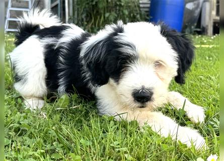 Wunderschöne reinrassige Tibet Terrier