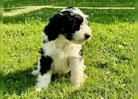 Wunderschöne reinrassige Tibet Terrier