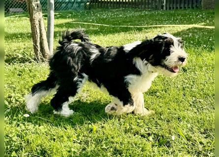 Wunderschöne reinrassige Tibet Terrier