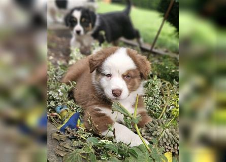 Eine zauberhafte Australian Shepherd Hündin sucht noch ihr Zuause!