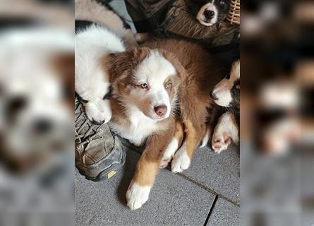 Eine zauberhafte Australian Shepherd Hündin sucht noch ihr Zuause!