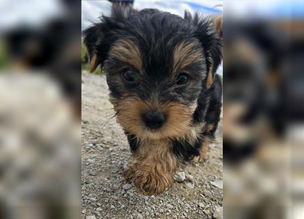 Reinrassige Yorkshire Terrier