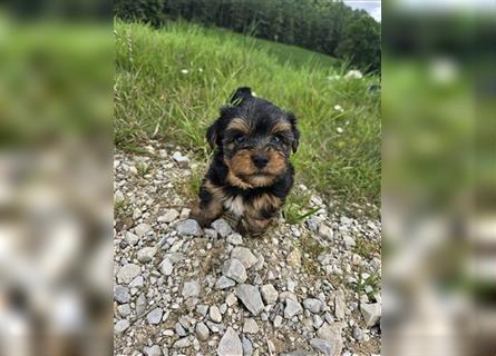 Reinrassige Yorkshire Terrier