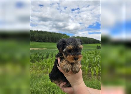 Reinrassige Yorkshire Terrier