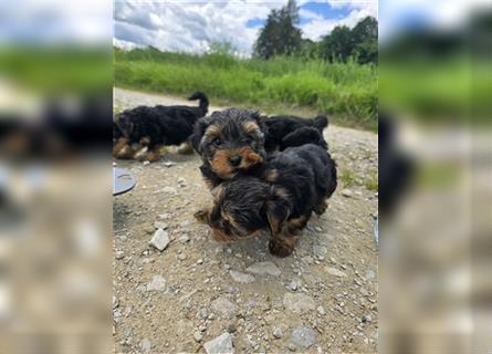 Reinrassige Yorkshire Terrier