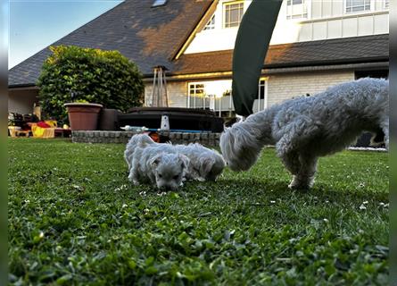 Malteser Hunde Welpen weiß, reinrassig in liebevolle Hände abzugeben