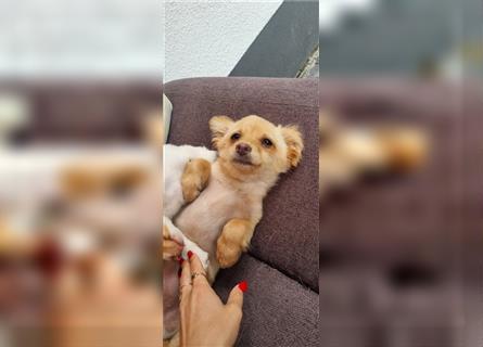 Chihuahua Welpen zu verkaufen