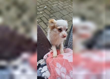 Chihuahua Welpen zu verkaufen