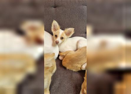 Chihuahua Welpen zu verkaufen