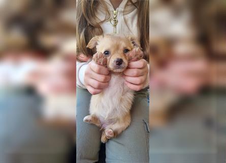 Chihuahua Welpen zu verkaufen