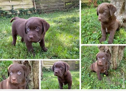 Labrador/Australien Shepherd