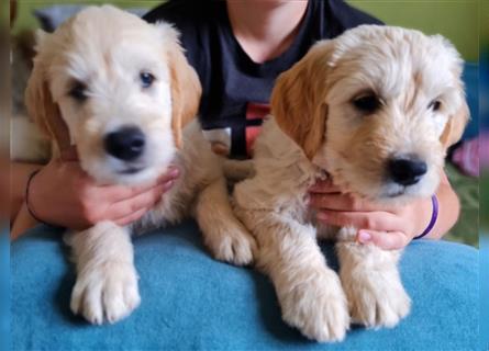 Goldendoodle Welpen