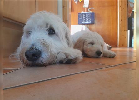 Goldendoodle Welpen