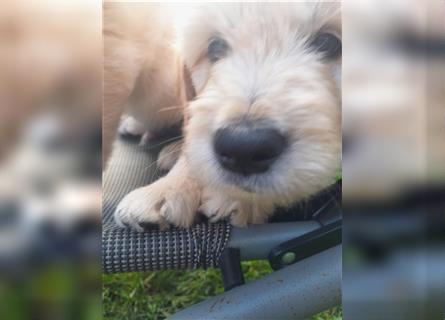 Goldendoodle Welpen