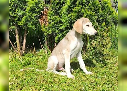 2 Saluki Welpen Rüden