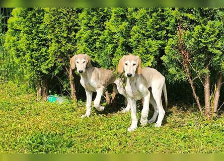 2 Saluki Welpen Rüden