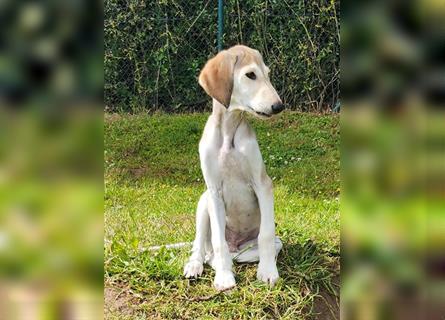 2 Saluki Welpen Rüden