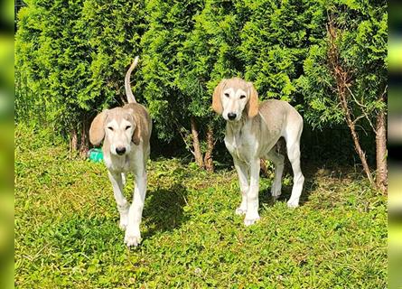 2 Saluki Welpen Rüden