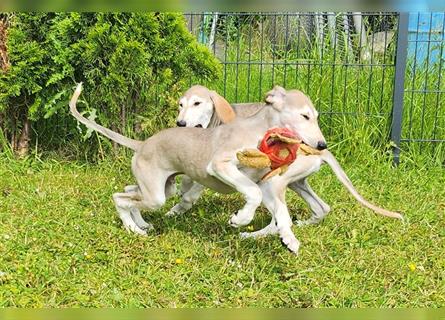 2 Saluki Welpen Rüden