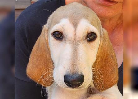 2 Saluki Welpen Rüden