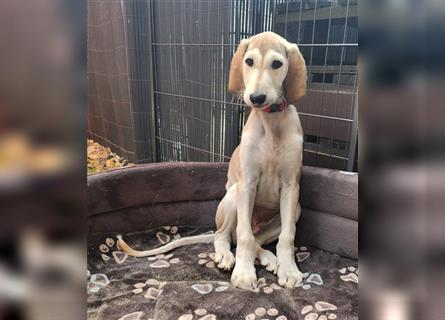 2 Saluki Welpen Rüden