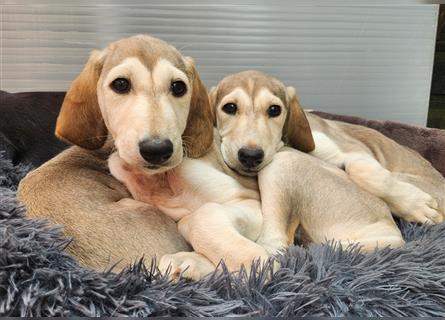 2 Saluki Welpen Rüden