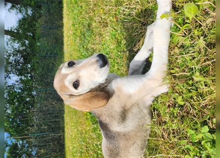 2 Saluki Welpen Rüden