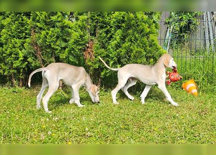 2 Saluki Welpen Rüden