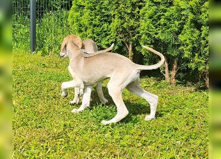 2 Saluki Welpen Rüden