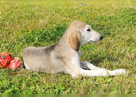 2 Saluki Welpen Rüden