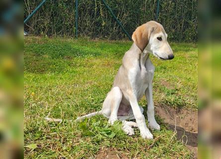 2 Saluki Welpen Rüden