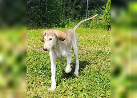 2 Saluki Welpen Rüden