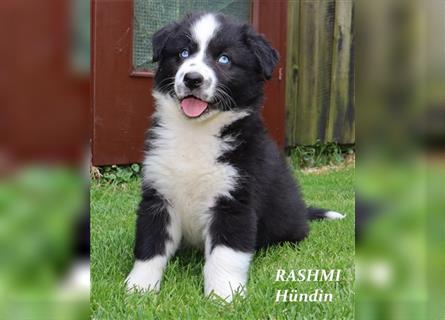 Australian Shepherd Deckrüde, ASCA , DNA VP, red tri, FREI von Gendefekten