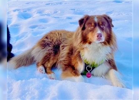 Australian Shepherd Deckrüde, ASCA , DNA VP, red tri, FREI von Gendefekten