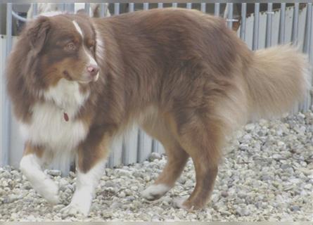 Australian Shepherd Deckrüde, ASCA , DNA VP, red tri, FREI von Gendefekten