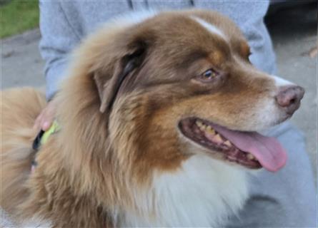 Australian Shepherd Deckrüde, ASCA , DNA VP, red tri, FREI von Gendefekten