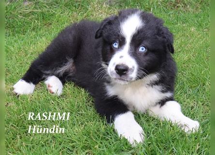 Australian Shepherd Deckrüde, ASCA , DNA VP, red tri, FREI von Gendefekten