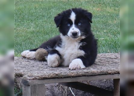 Australian Shepherd Welpen, ASCA, dürfen sofort ausziehen