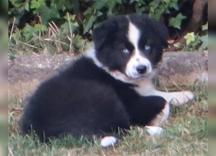 Australian Shepherd Welpen, ASCA, dürfen sofort ausziehen