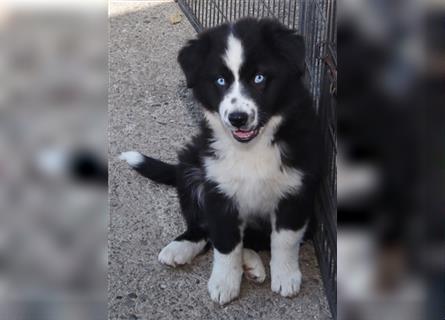 Australian Shepherd Deckrüde, ASCA , DNA VP, red tri, FREI von Gendefekten