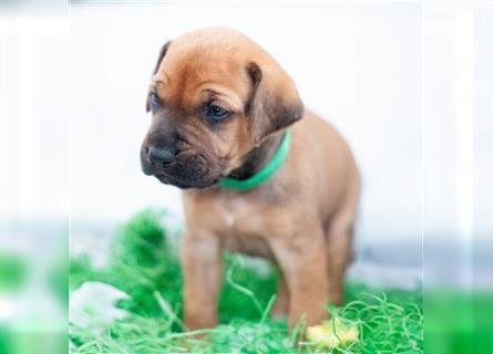 Rhodesian Ridgeback Welpen